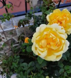 Гуля, 55 лет, Женщина, Аланья, Турция