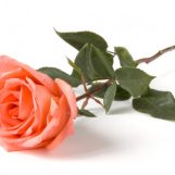 Elena, 45 лет, Симферополь, Россия