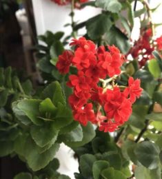 Залия, 26 лет, Женщина, Кумертау, Россия