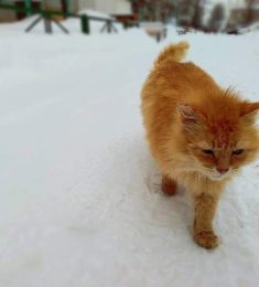 Вета, 22 лет, Женщина, Томск, Россия