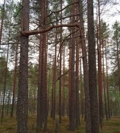 Maria, 42 лет, Женщина, Великий Новгород, Россия