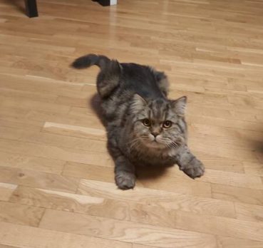 Алла, 32 лет, Ставрополь, Россия