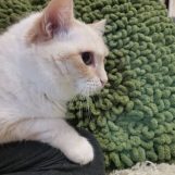 Алина, 25 лет, Сургут, Россия