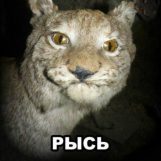 Руслан, 33 лет, Волгоград, Россия