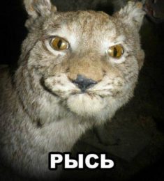 Руслан, 33 лет, Мужчина, Волгоград, Россия
