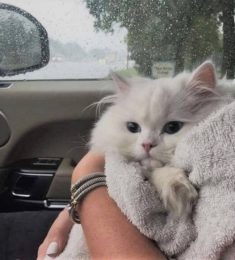 Sevda, 21 лет, Женщина, Николаев, Украина