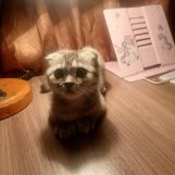 Мария, 31 лет, Кореновск, Россия