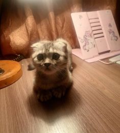 Мария, 31 лет, Женщина, Кореновск, Россия