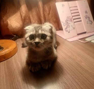 Мария, 31 лет, Кореновск, Россия