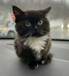 sasha, 19 лет, Женщина, Токио, Япония